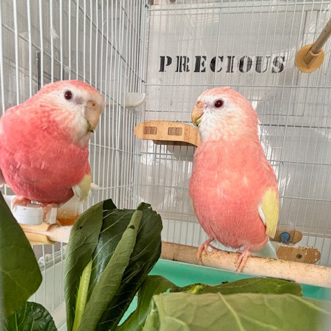 菜っ葉を食べるアキクサインコ