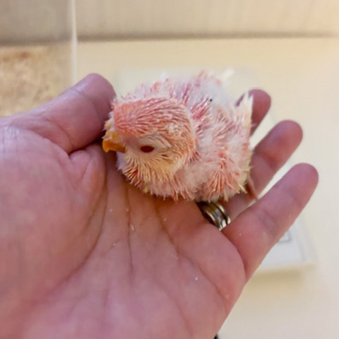 アキクサインコの雛