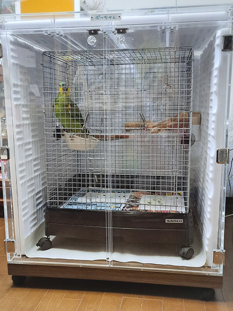 アオボウシインコの鳥かごを入れたアクリルケース