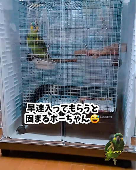 アクリルケースに入ったインコ