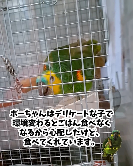 餌を食べるインコ