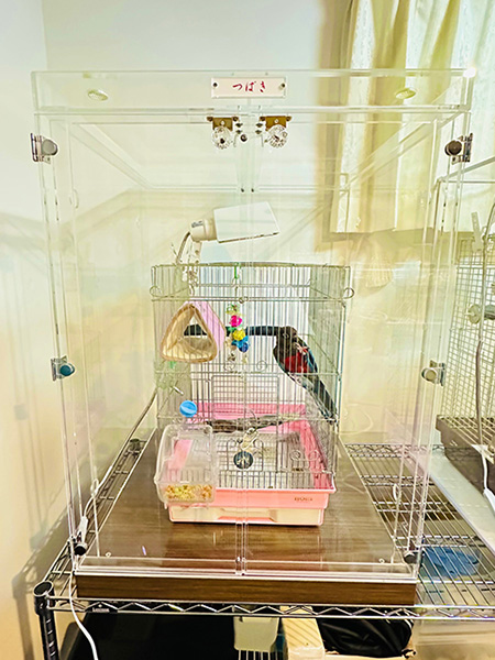 アクリルケース内のウロコインコ