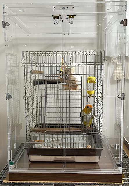 アクリルケース内のシロハラインコ