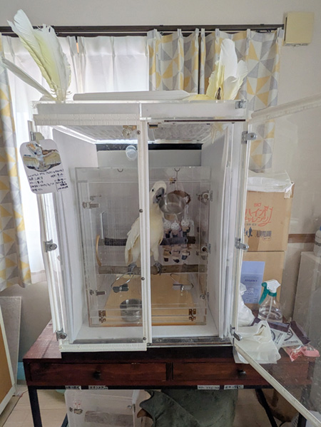 オウムのアクリルケースを二重にして使用
