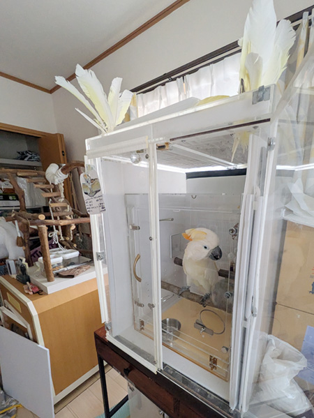 オウムの入ったアクリルケース