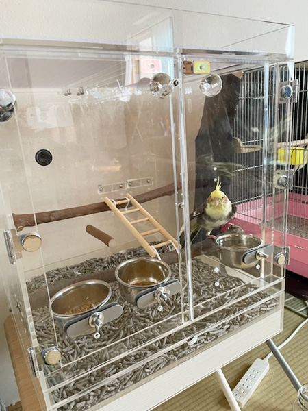 オカメインコをアクリルケースで飼育