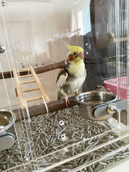 アクリルケース内のオカメインコ