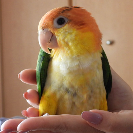 シロハラインコ