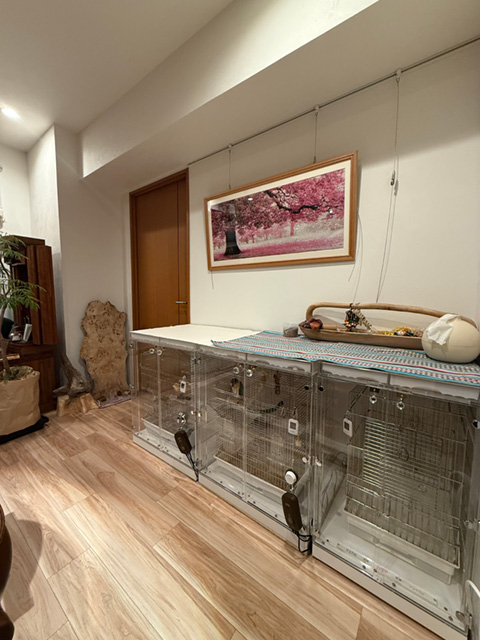 シロハラインコのアクリルケース3台