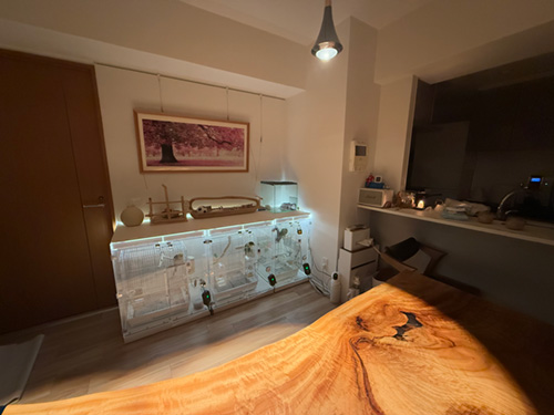 間接照明で照らすアクリルケース