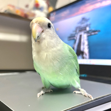 コザクラインコ
