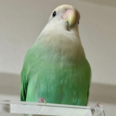 コザクラインコ