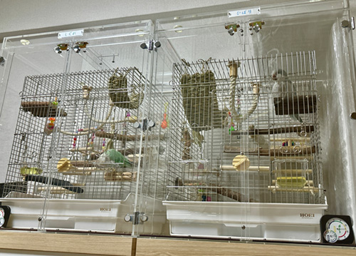 インコ用のアクリルケース　並べて設置
