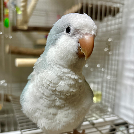 オキナインコ