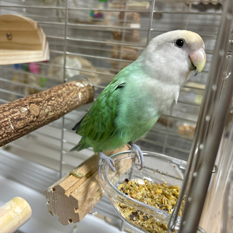 餌を食べるコザクラインコ