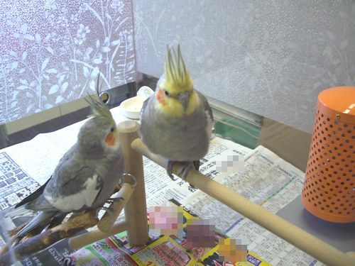 アスレチックジムを楽しむオカメインコ