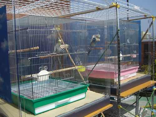 オカメインコ日光浴