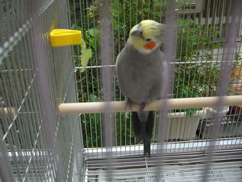 庭を眺めるオカメインコ