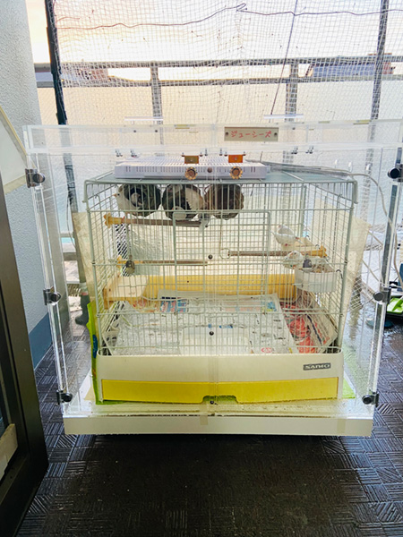 ジュウシマツの鳥かごを設置したアクリルケース