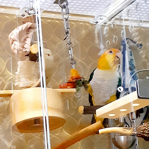 アクリルケース内のシロハラインコ