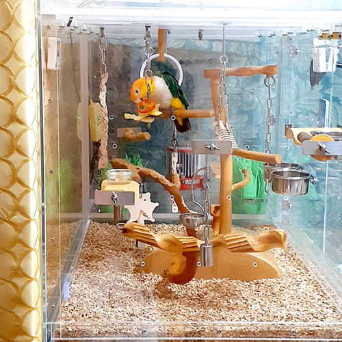 おもちゃで遊ぶシロハラインコ