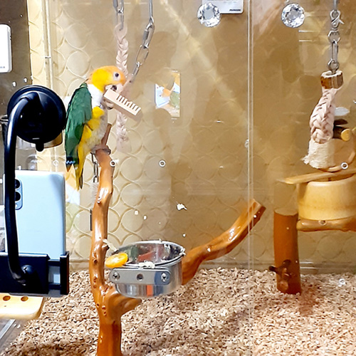 おもちゃで遊ぶシロハラインコ