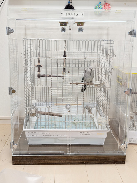 オカメインコを入れたアクリルケース