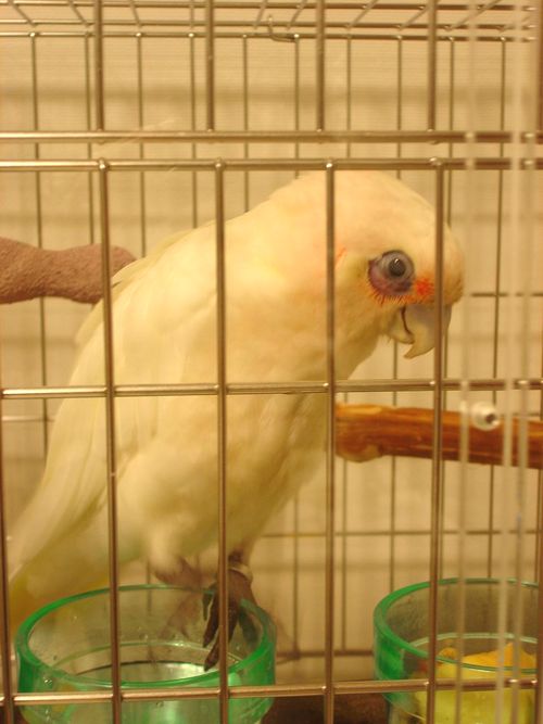 �A�J�r�^�C���W�I�E��