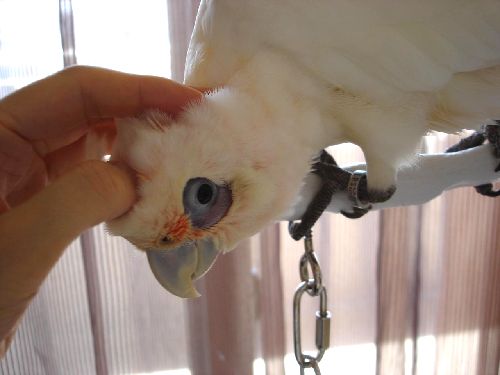 ���𕏂łĂ��炤�A�J�r�^�C���W�I�E��