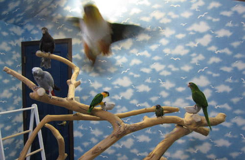 14羽の色んなインコ