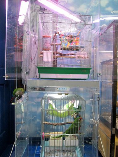 インコ用のアクリルケース 2段重ね