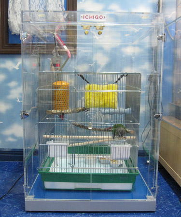 シロハラインコのアクリルケース