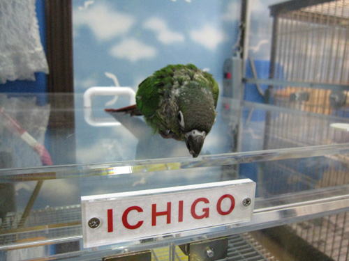 シロハラインコ