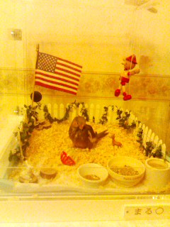 新しくお迎えしたオカメインコ