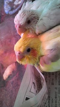 �I�J���C���R�̐�