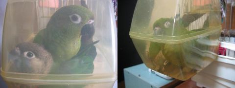 �o�[�h�o�X�Ŗ���E���R�C���R