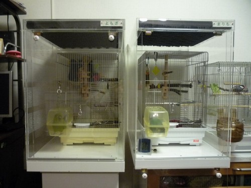 �E���R�C���R�̒���������ꂽ�A�N�����P�[�X