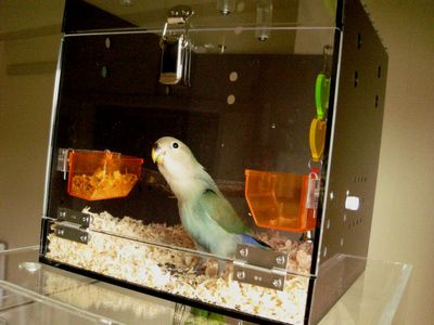 �R�U�N���C���R�̃A�N�����L�����[