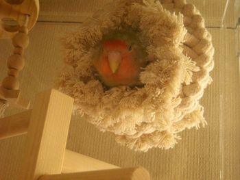 �o�[�h�e���g�Ŗ���R�U�N���C���R