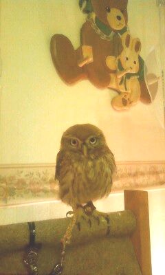 �R�L�����t�N���E