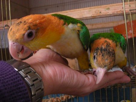 �V���n���C���R