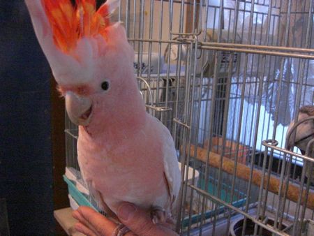 �N���}�T�J�I�E��