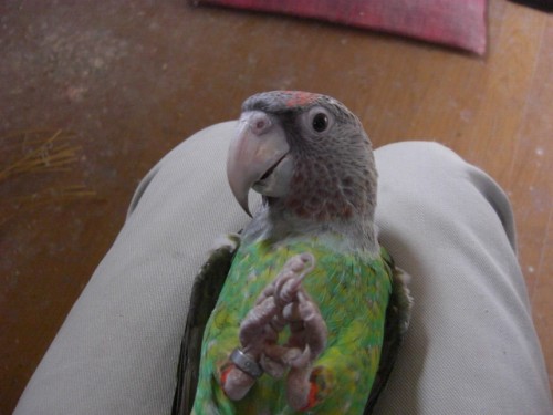 �I�I�n�l�i�K�C���R