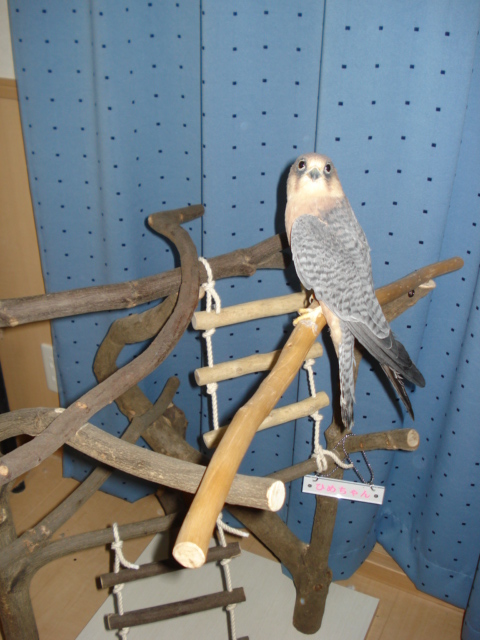 �~�܂�؂Ɏ~�܂�`���E�Q���{�E