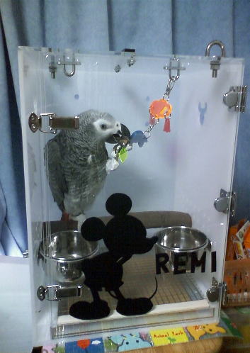 ���E���̃L�����[�P�[�X