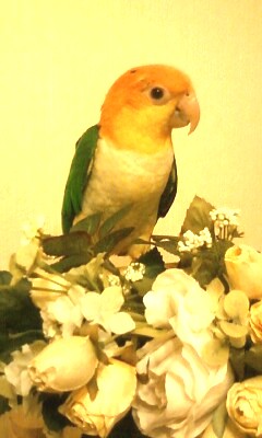 �V���n���C���R