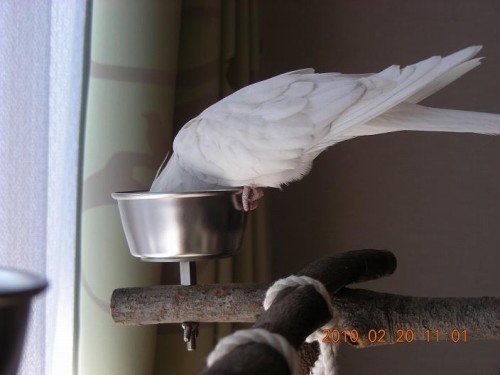 �a��H�ׂ�I�J���C���R