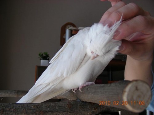 ���������Ă��炤�I�J���C���R