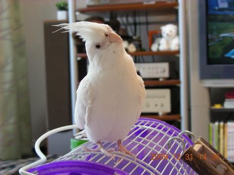 �I�J���C���R�@���`�m�[