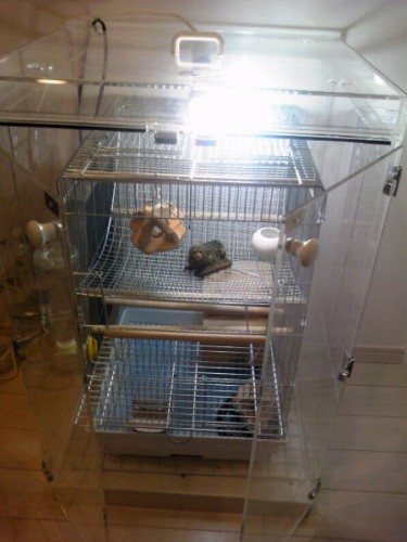 世界最小のサル